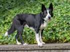 Border Collie dog portrait outdoors. Art Print
